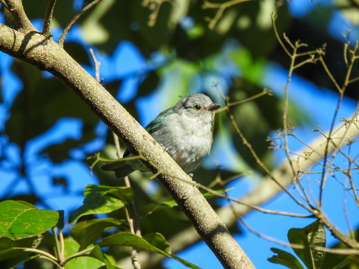 Chestnut-vented Conebill - ML503650961