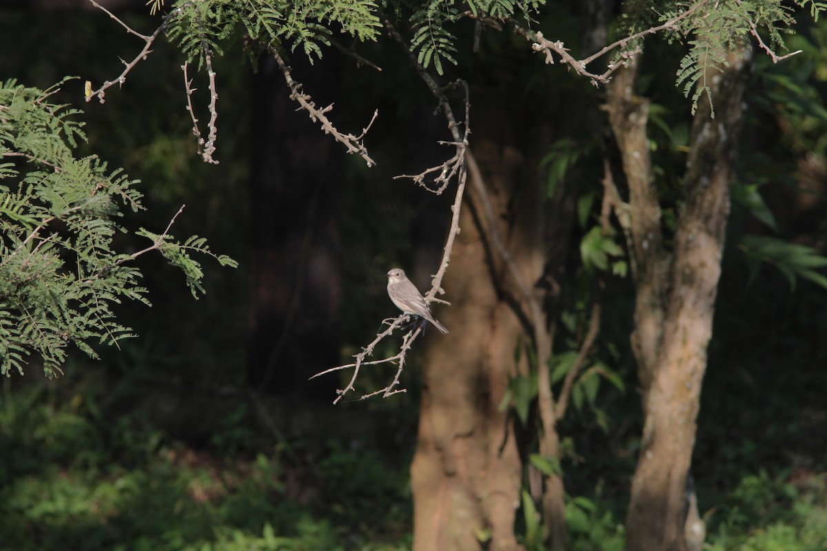 Gobemouche gris - ML503651921