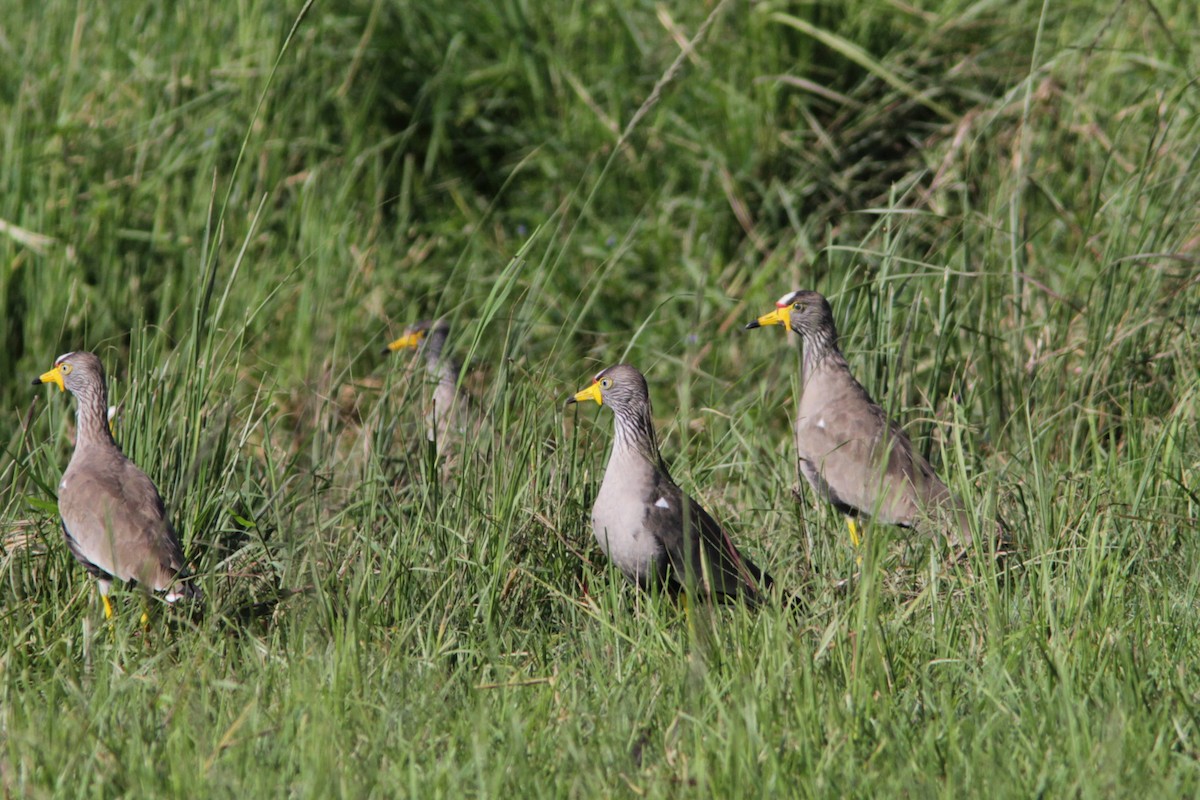 Wattled Lapwing - Richard Dunn