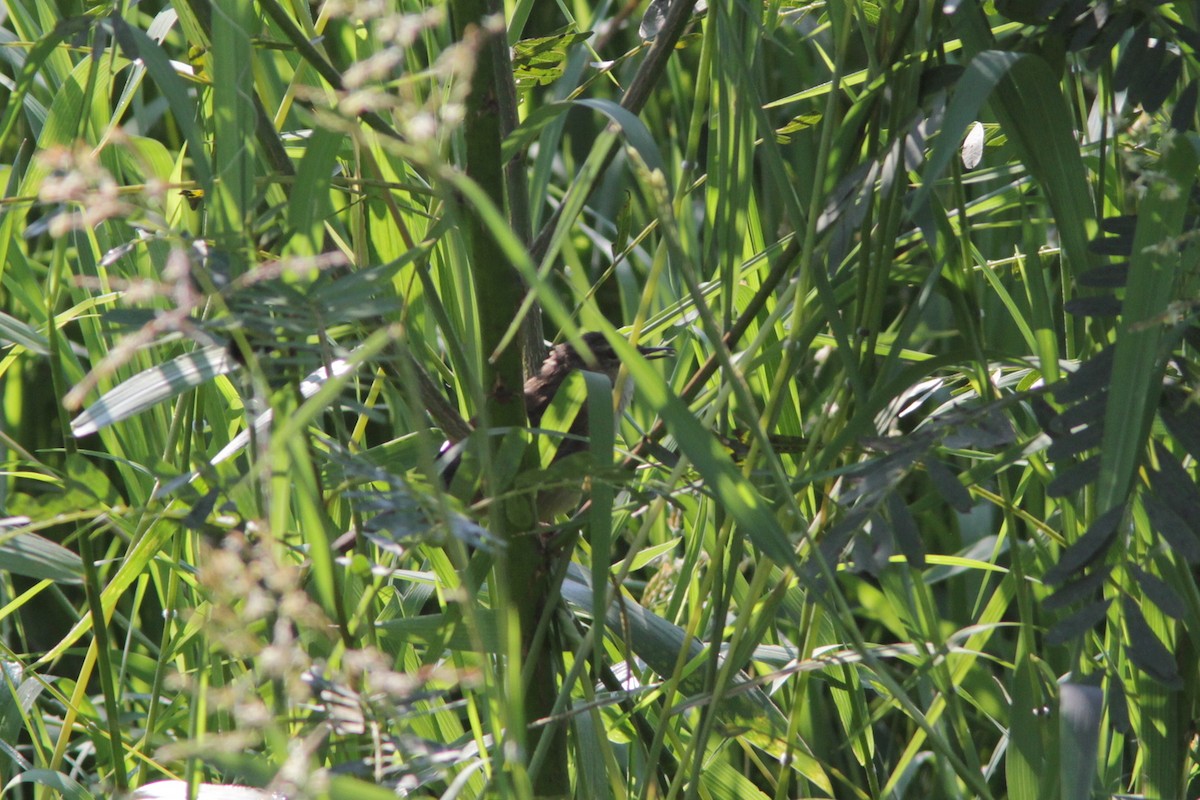 Little Rush Warbler - ML503652311