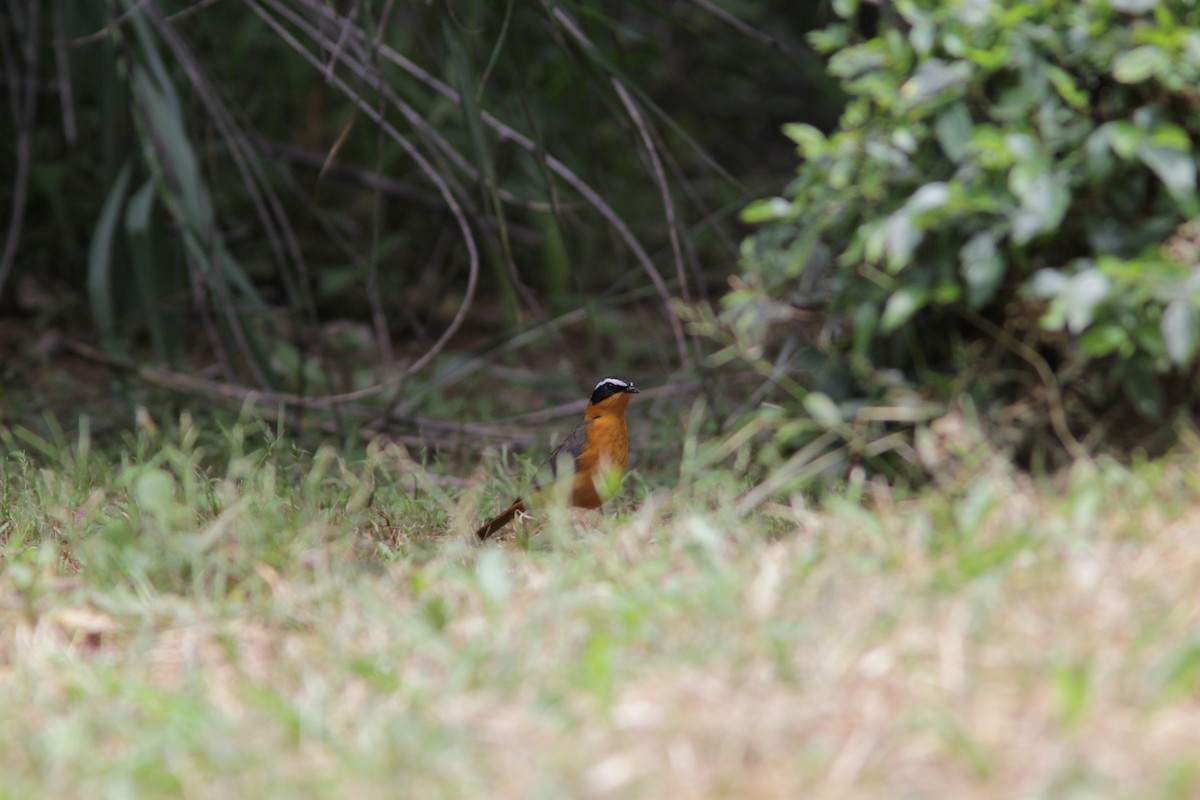 White-browed Robin-Chat - ML503653651