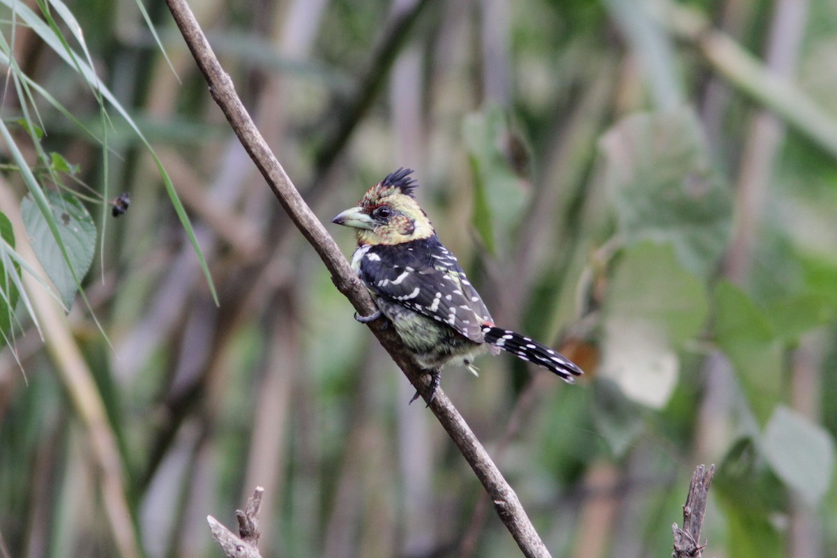 Crested Barbet - ML503653841