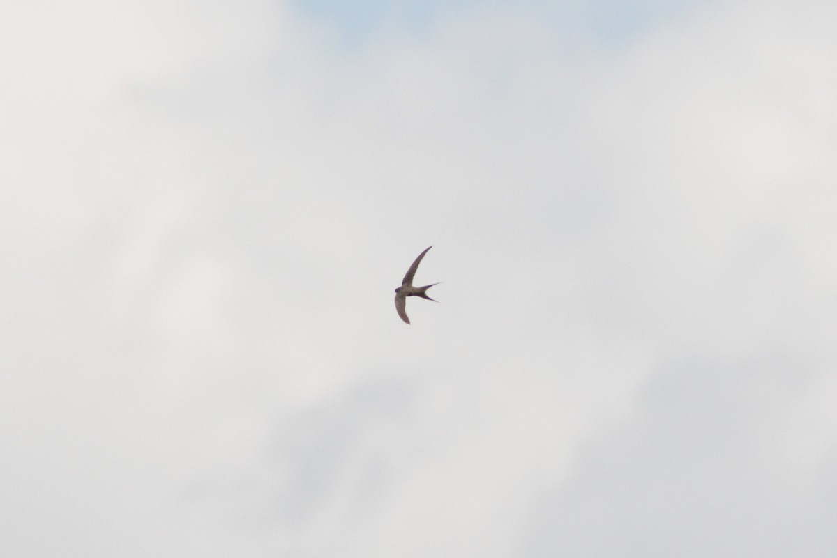 African Palm Swift - ML503653931