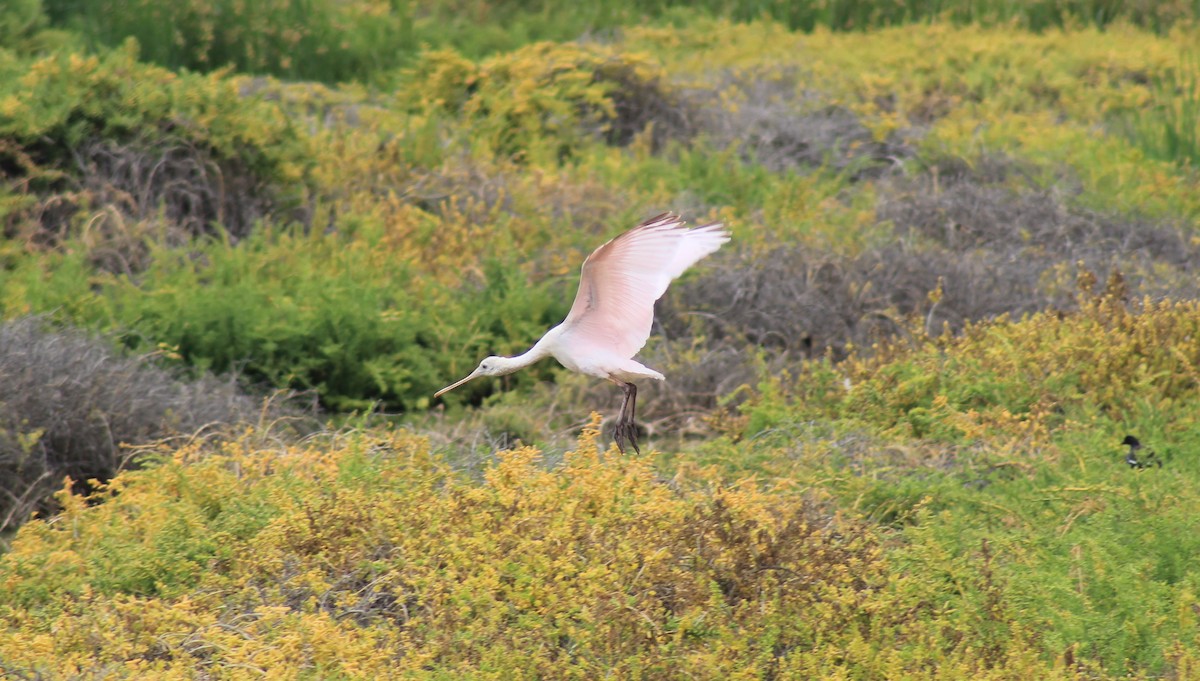 Roseate Spoonbill - ML503654291