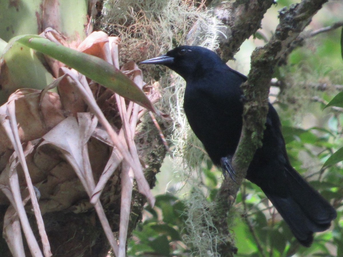 Jamaican Blackbird - ML503654341