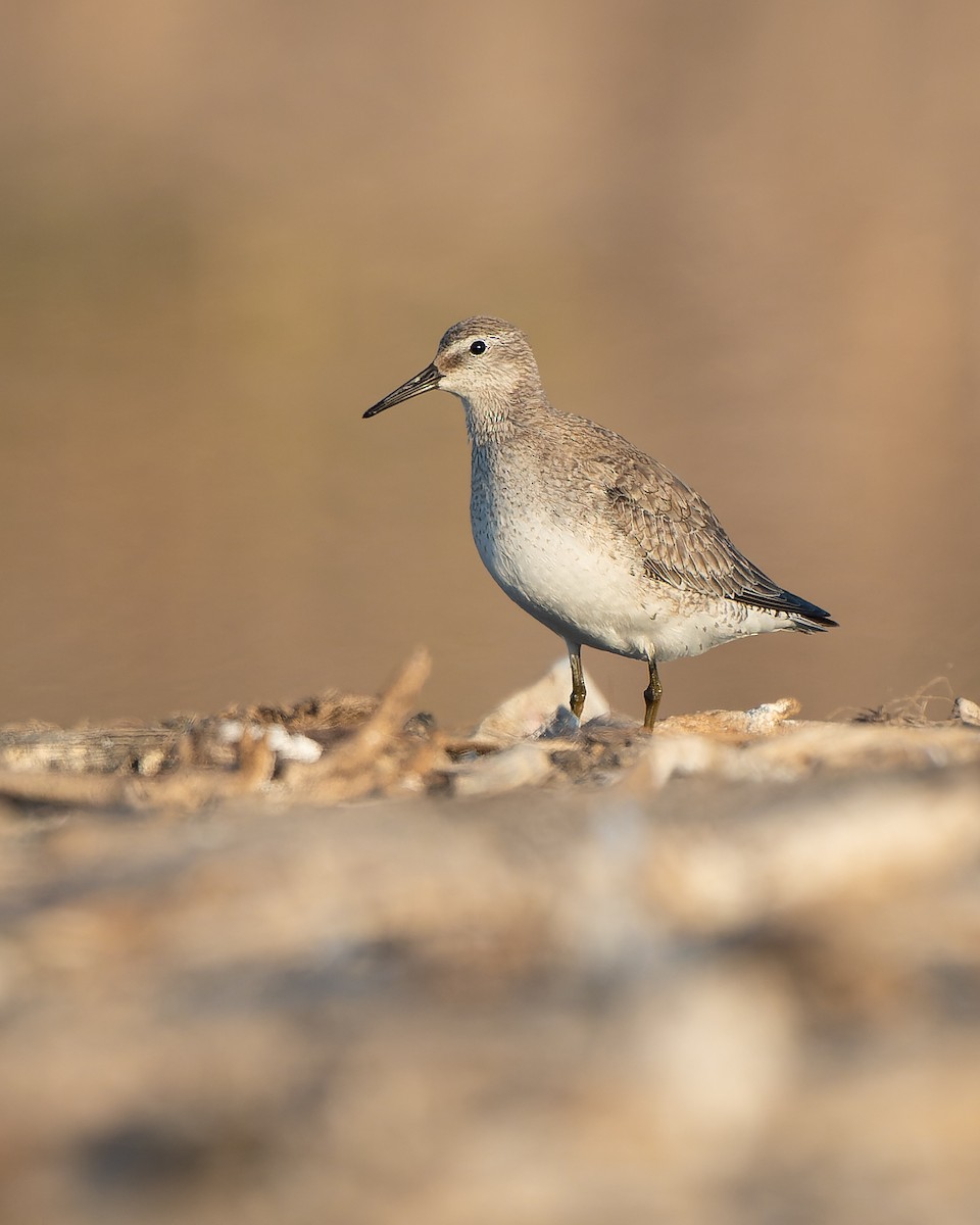 Red Knot - Francisco Castro Escobar