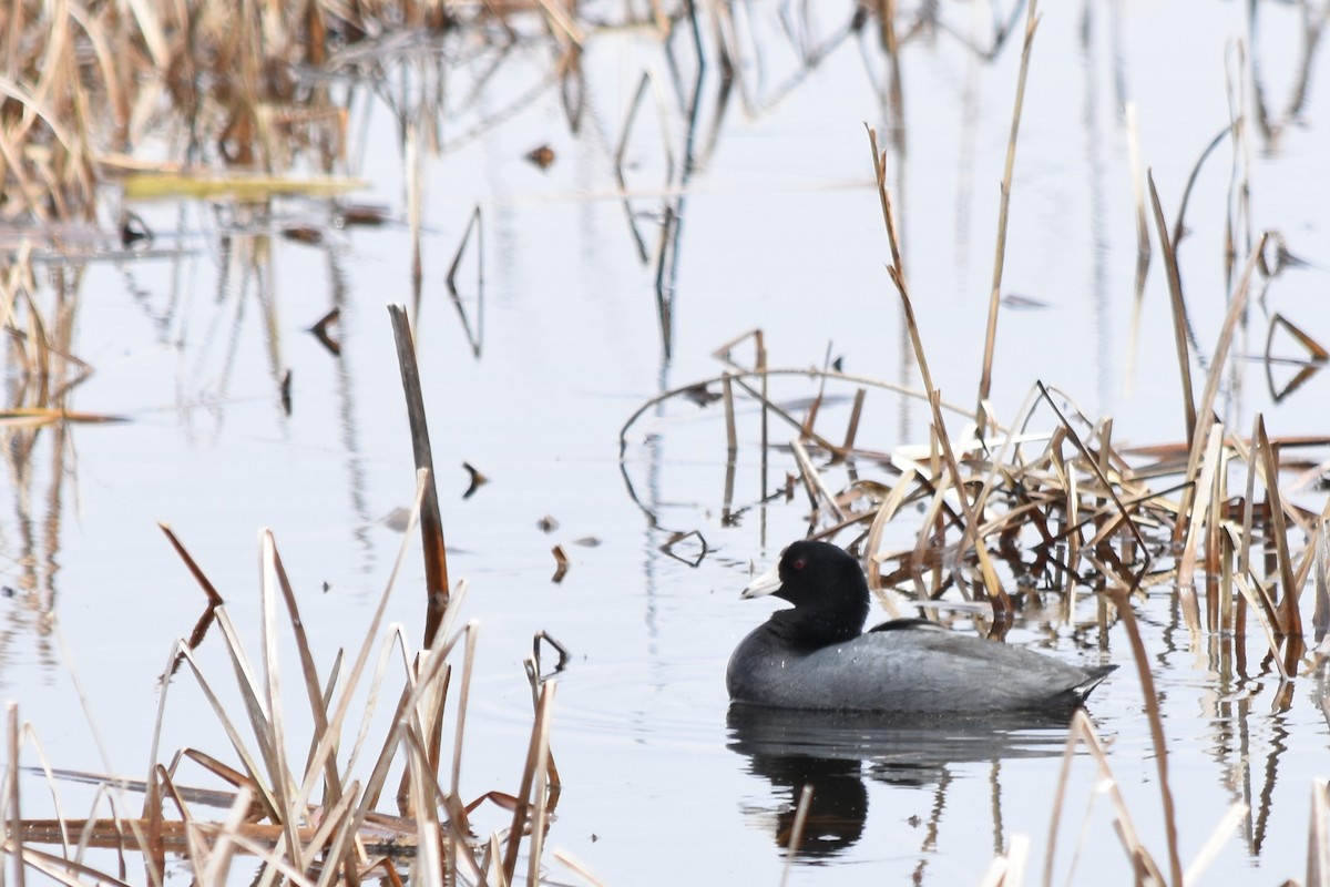 American Coot - ML503654971