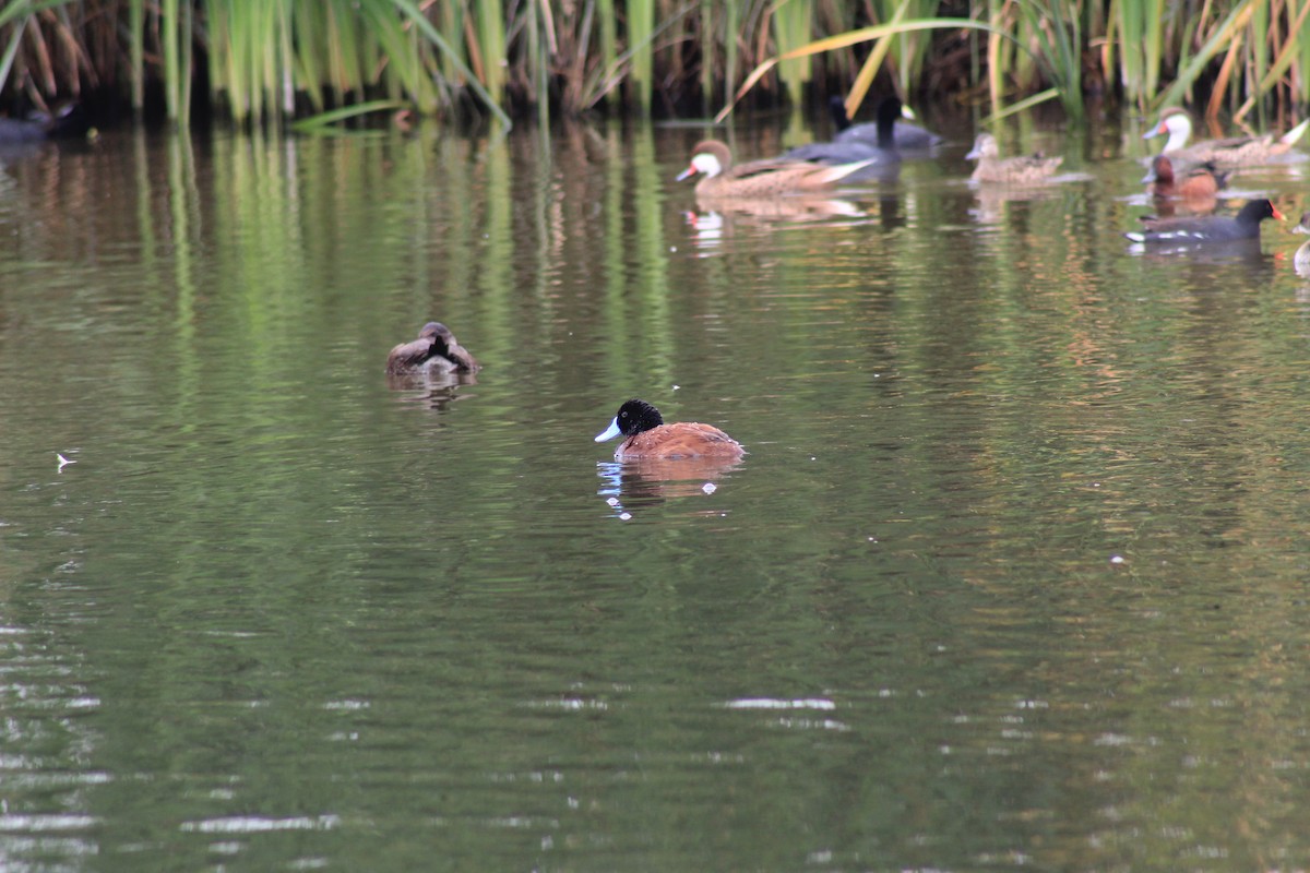 Andean Duck - Eimy Agüero Eca