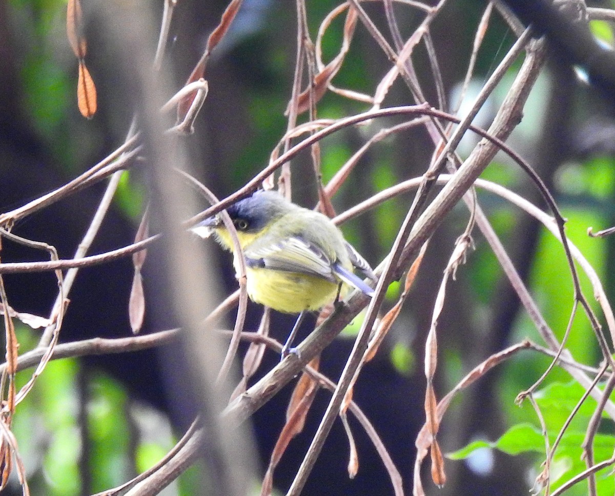 Common Tody-Flycatcher - Martin Barchiesi