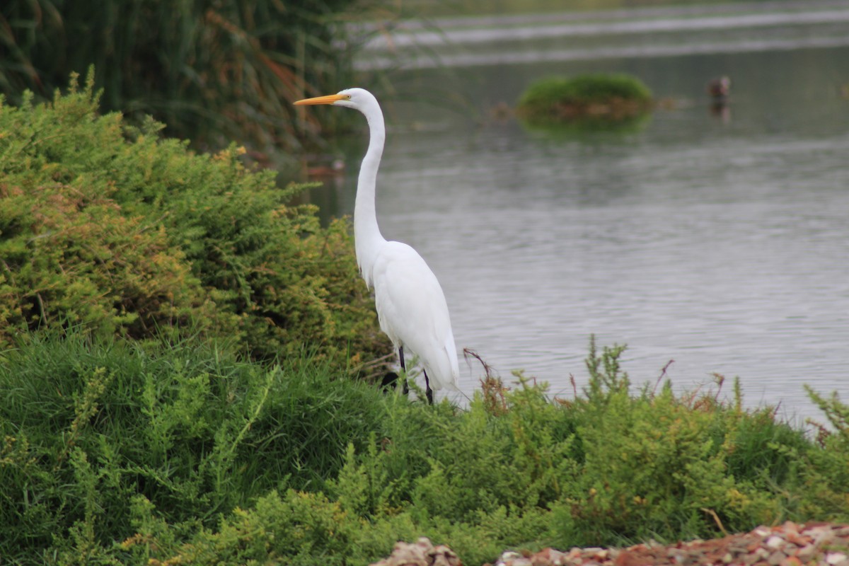 Great Egret - ML503655251