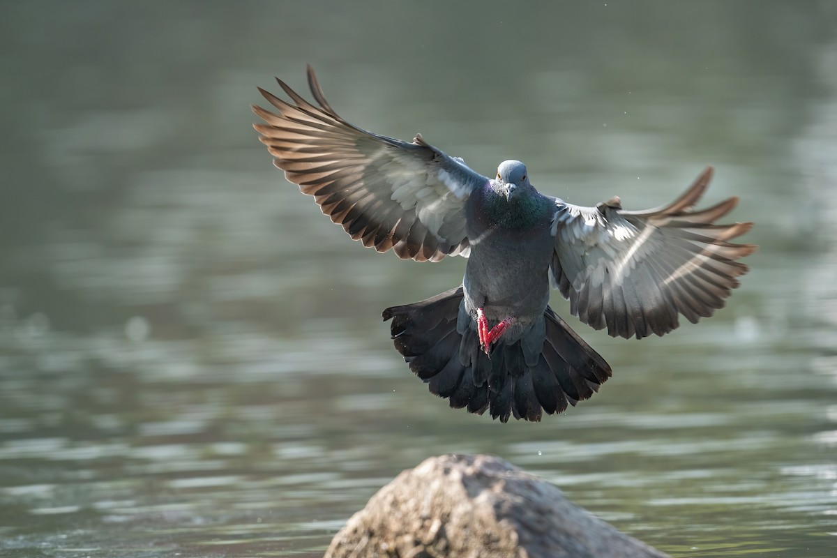 Rock Pigeon (Feral Pigeon) - ML503655551