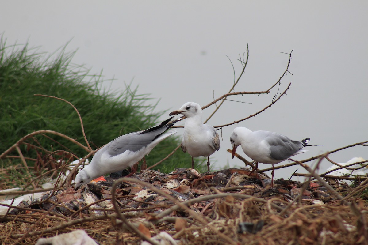 Gray-hooded Gull - ML503655641