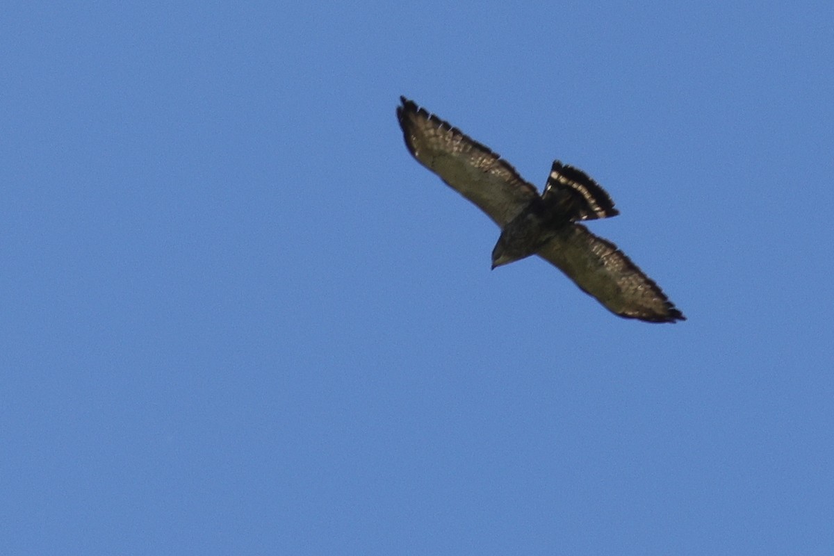 Broad-winged Hawk - ML503655671