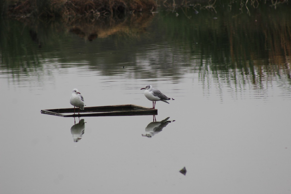 Gray-hooded Gull - ML503655921