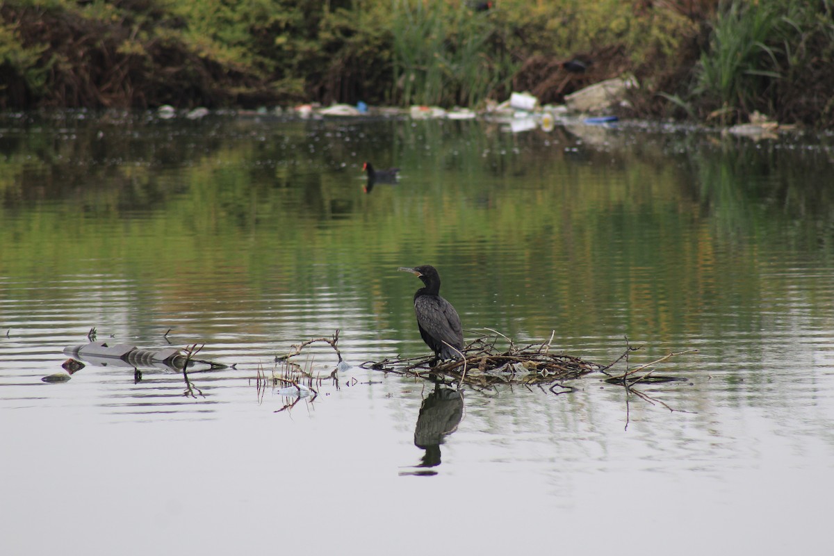 Neotropic Cormorant - ML503655991