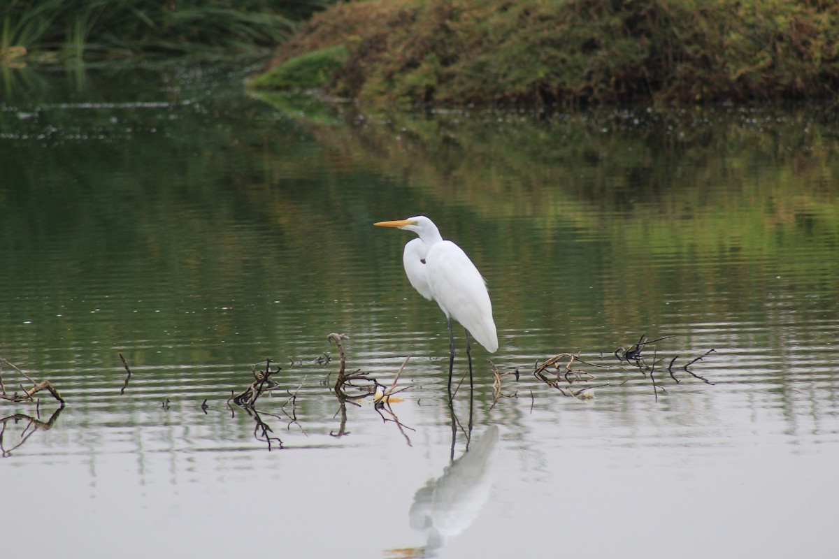 Great Egret - Eimy Agüero Eca