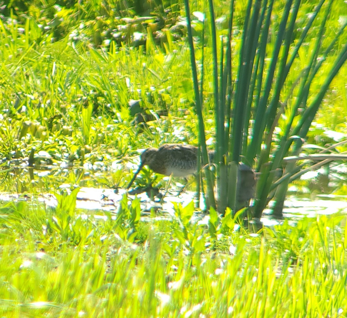 Wilson's Snipe - ML503656871
