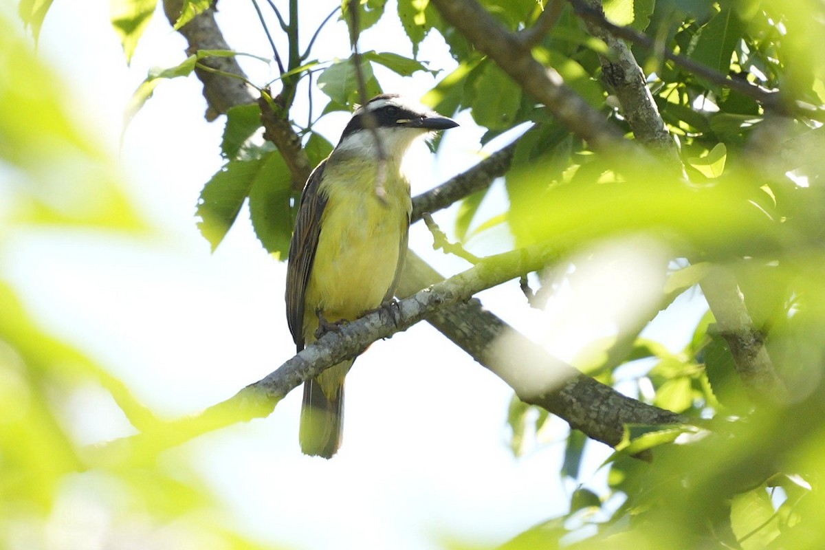 Great Kiskadee - Jorge Claudio Schlemmer