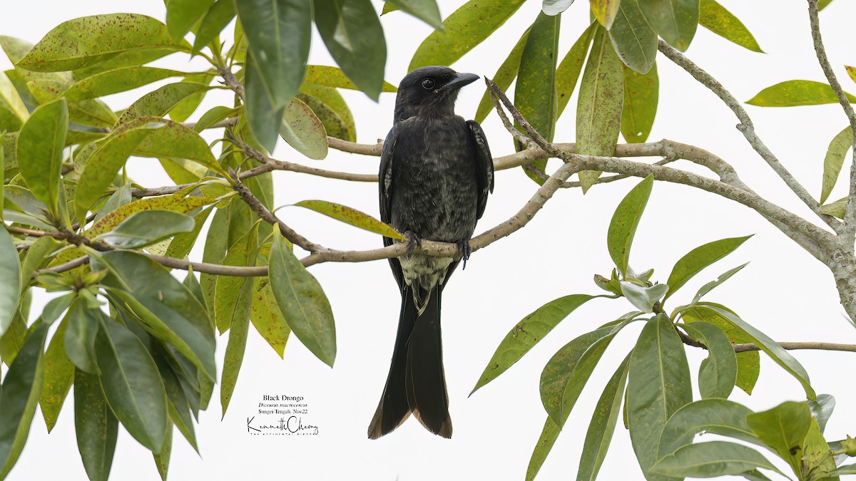 Black Drongo - ML503657771