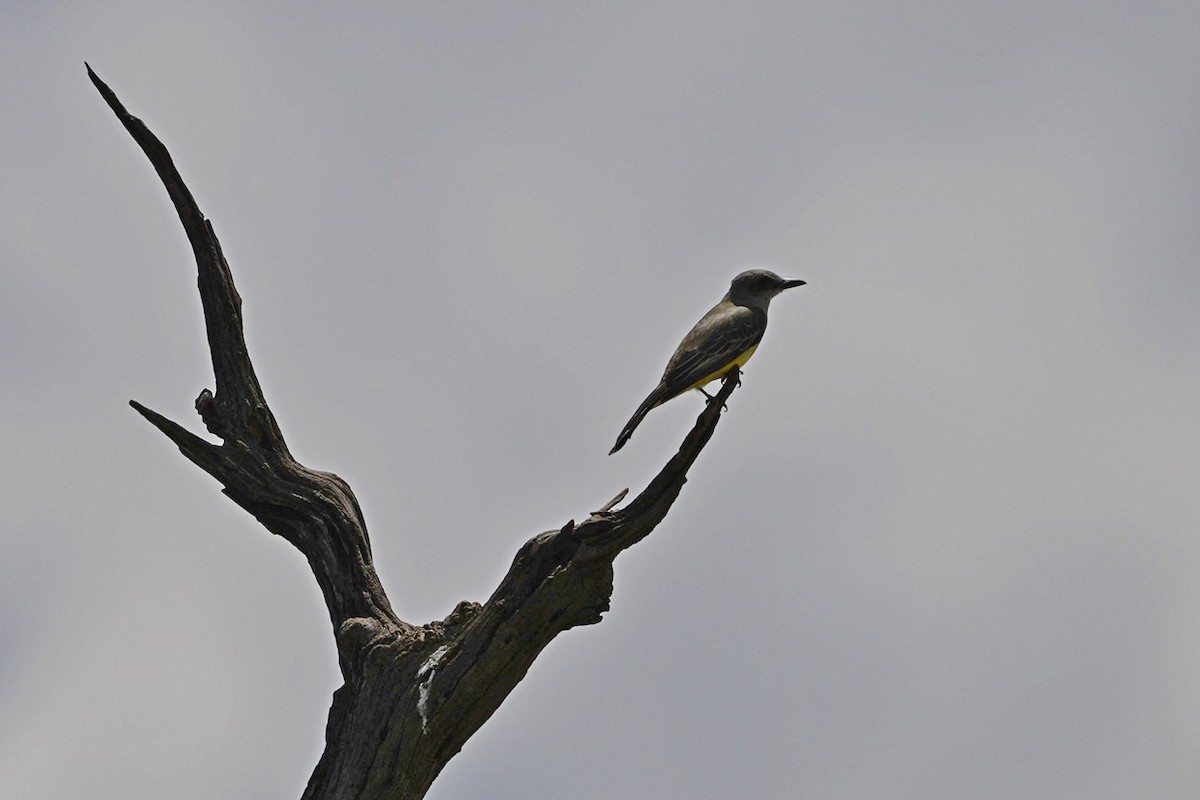 Tropical Kingbird - ML503658411