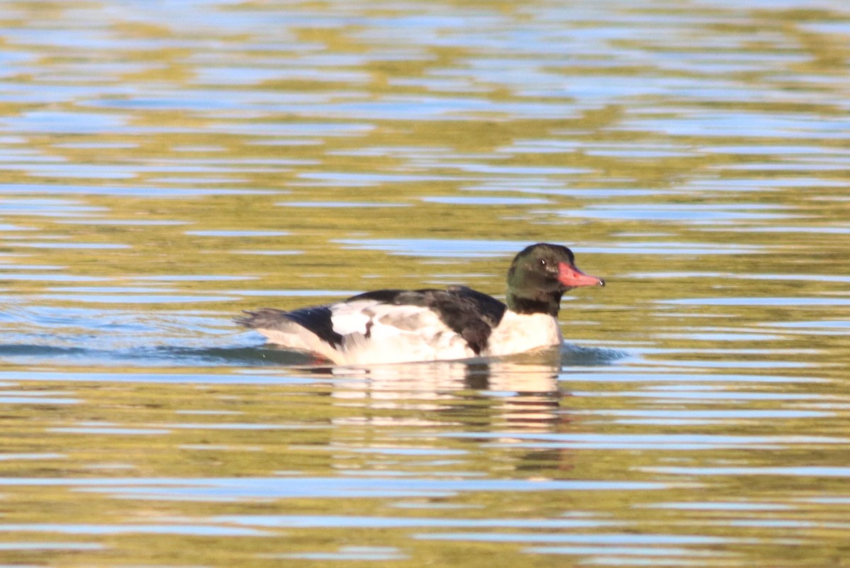 Common Merganser - ML503659881