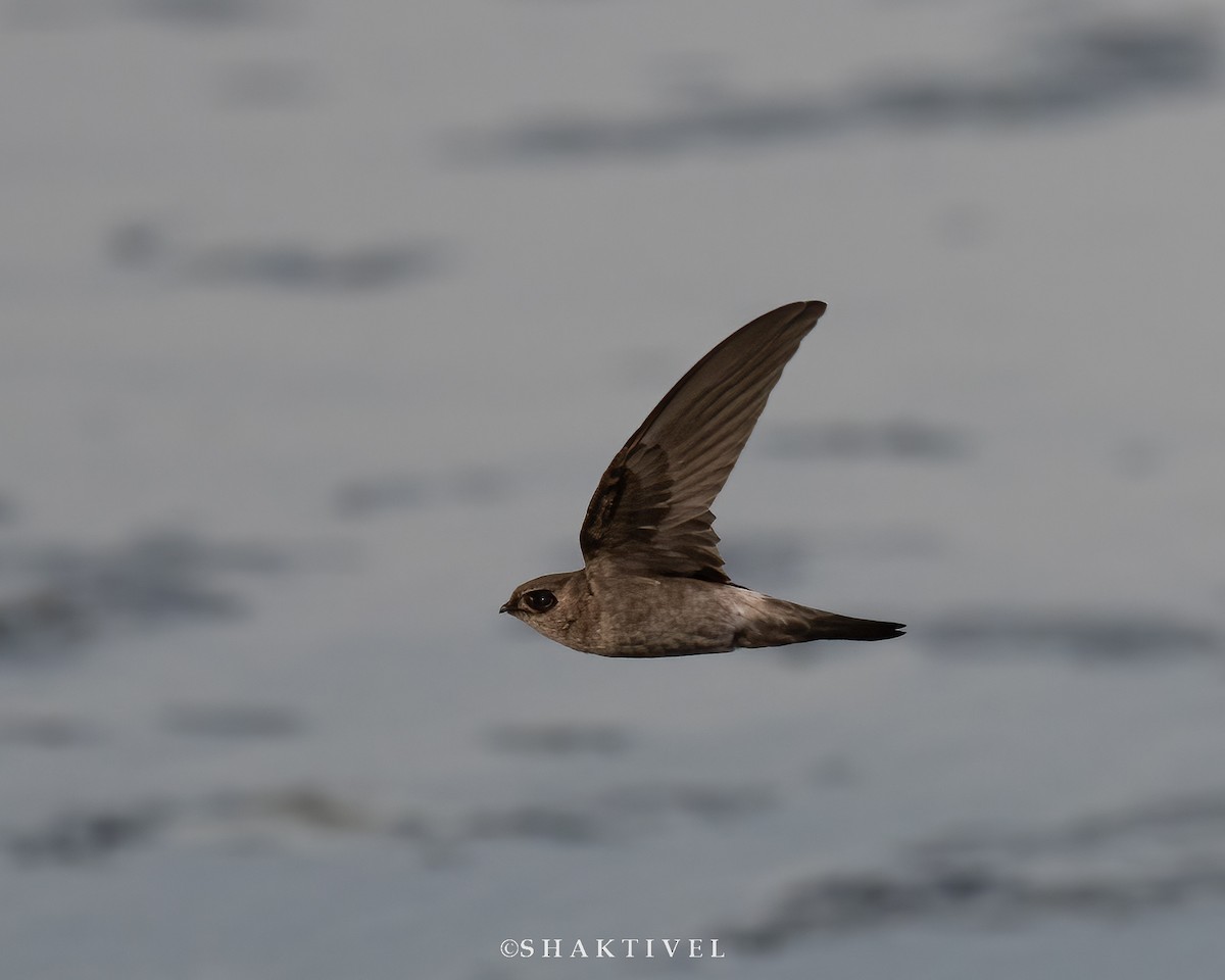 White-nest Swiftlet - Shakti - Tribesmen.in