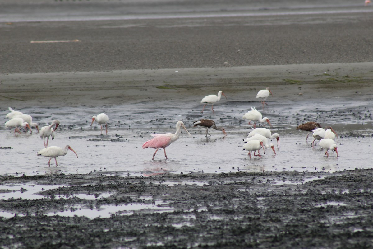 Roseate Spoonbill - Eimy Agüero Eca