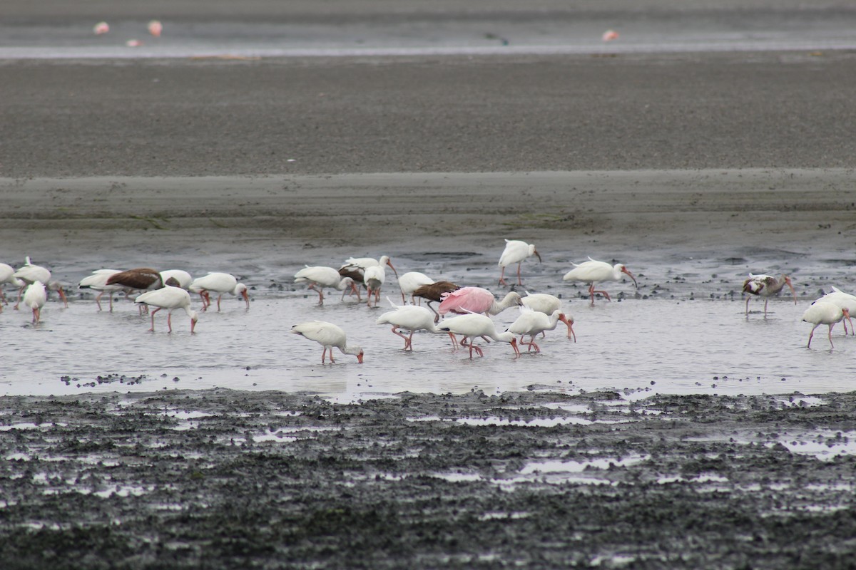 Roseate Spoonbill - Eimy Agüero Eca