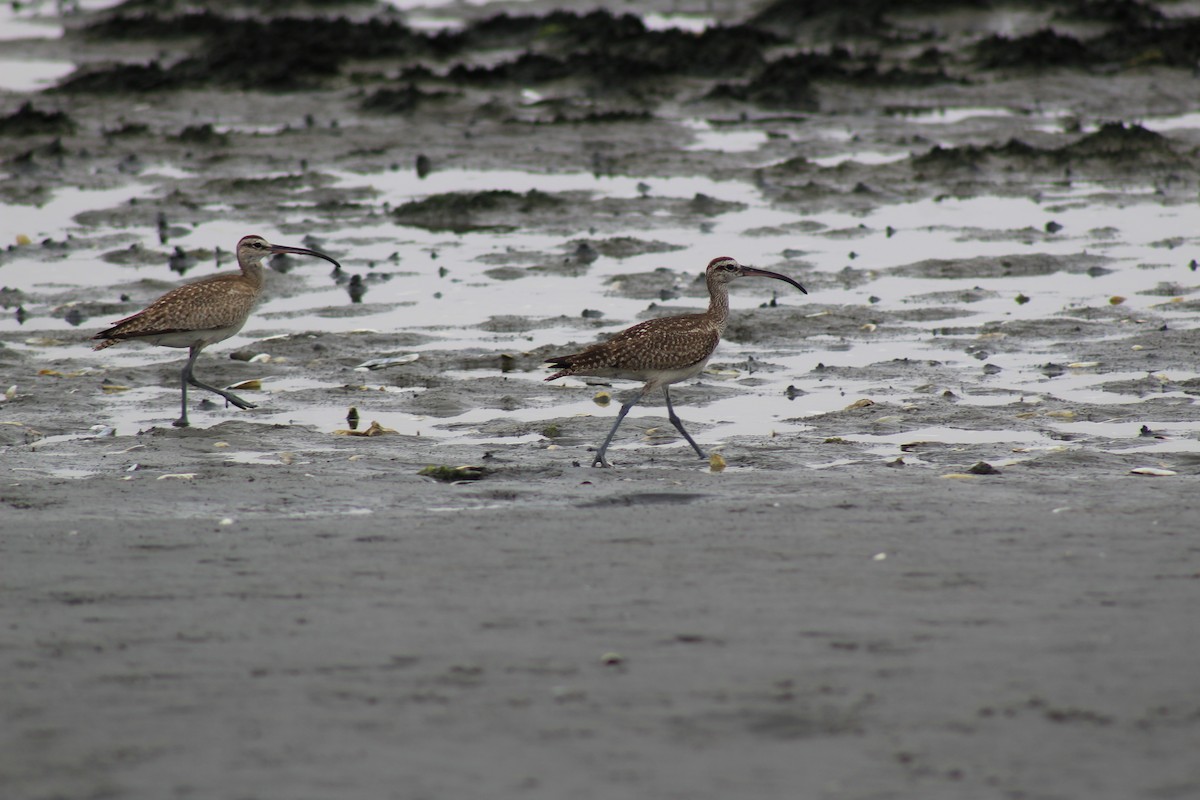 Whimbrel - Eimy Agüero Eca