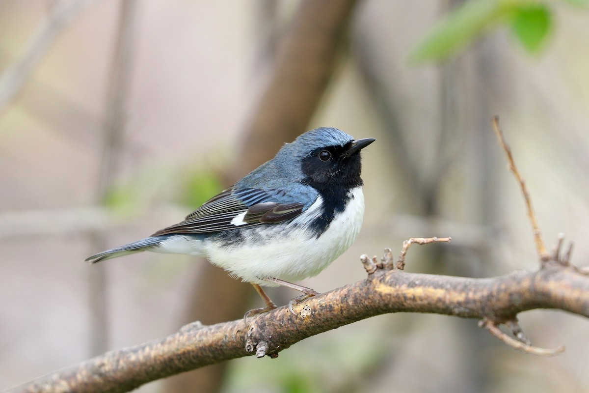 Black-throated Blue Warbler - ML50366231