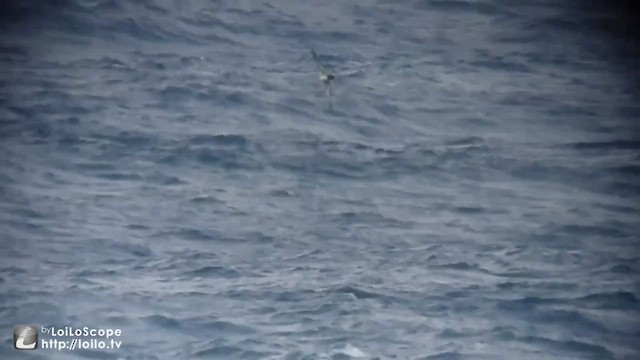 Wedge-tailed Shearwater - ML503662421