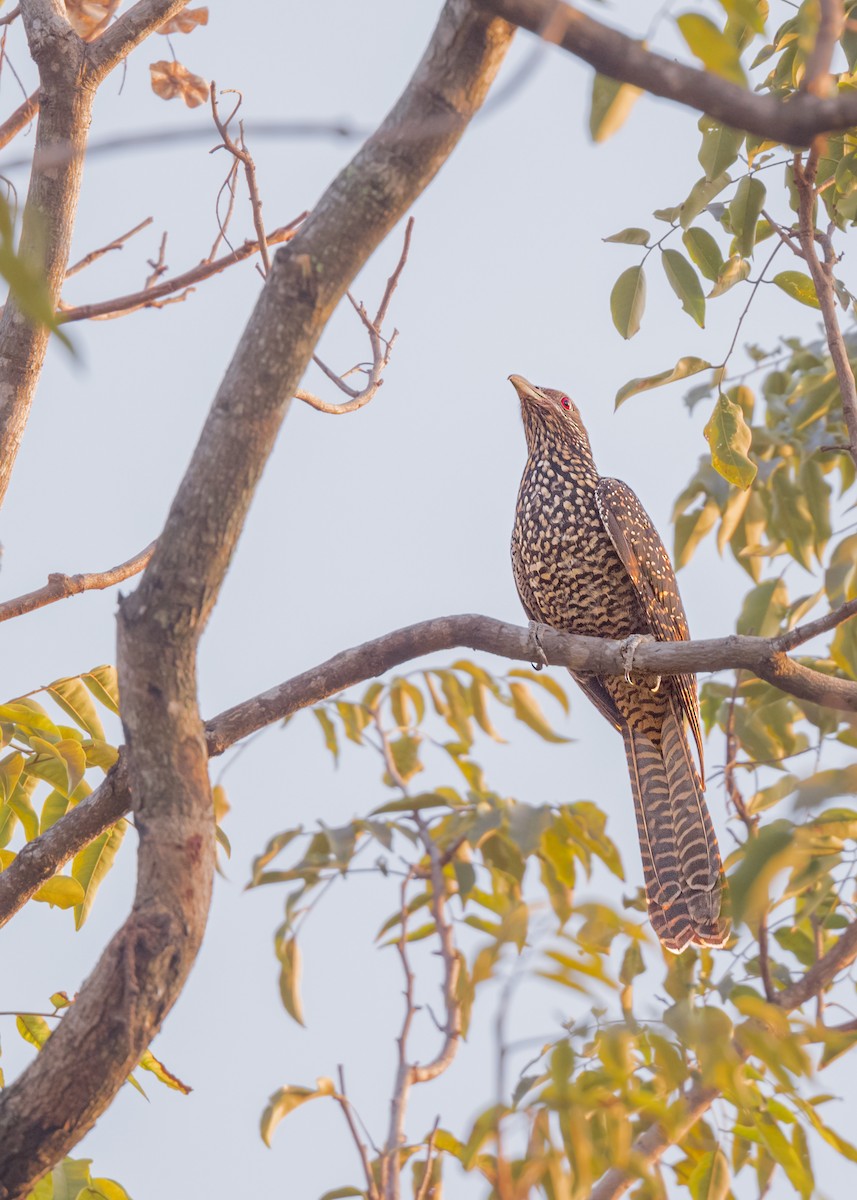 Asian Koel - ML503662471