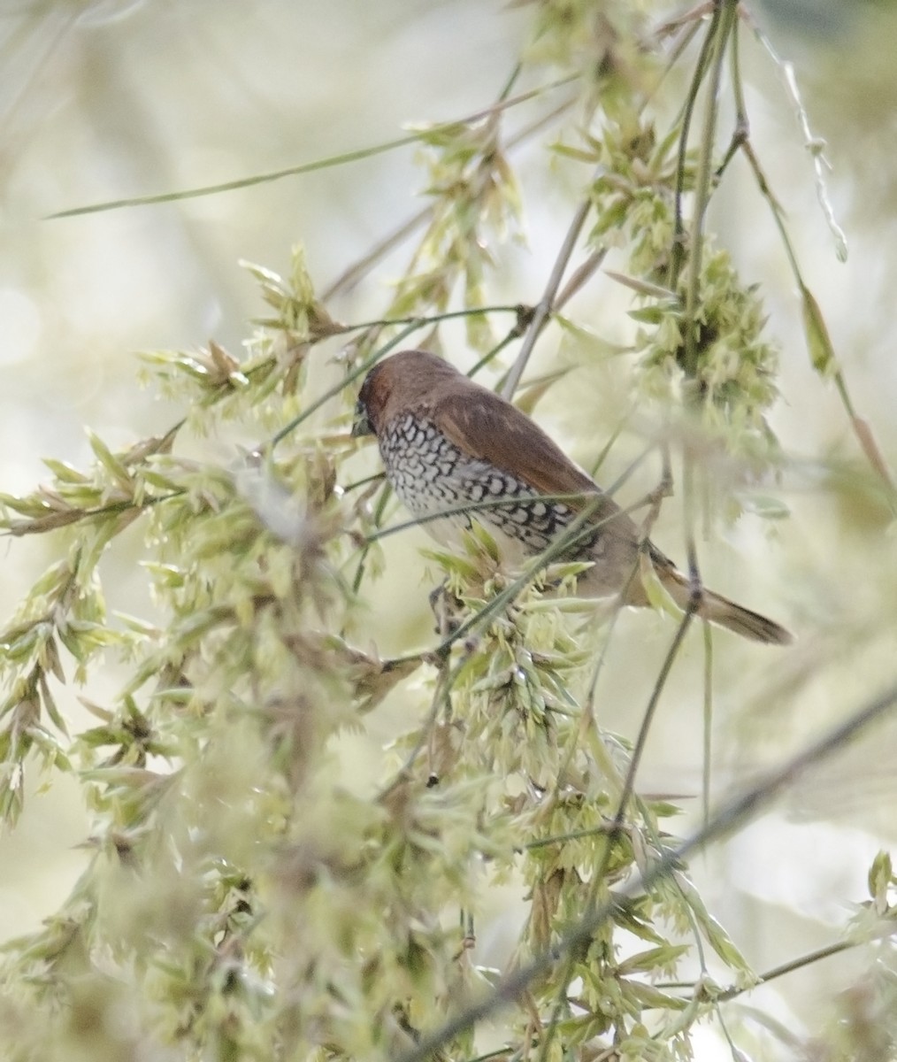 Scaly-breasted Munia - ML50366271