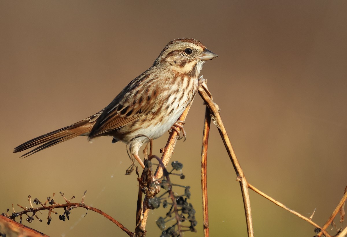 Song Sparrow - ML503663131