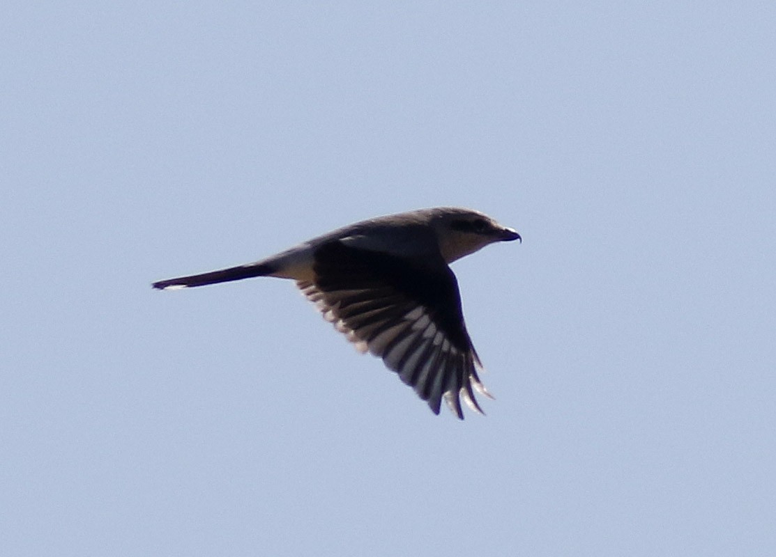 Northern Shrike - ML50366371