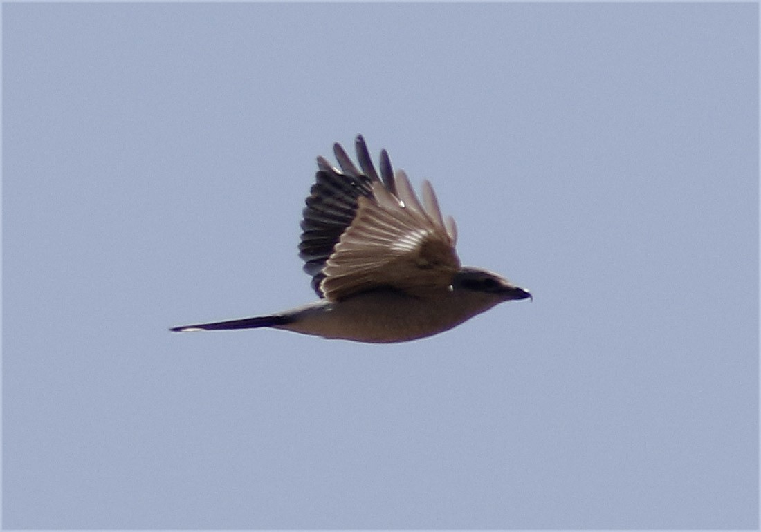 Northern Shrike - Bill Maynard