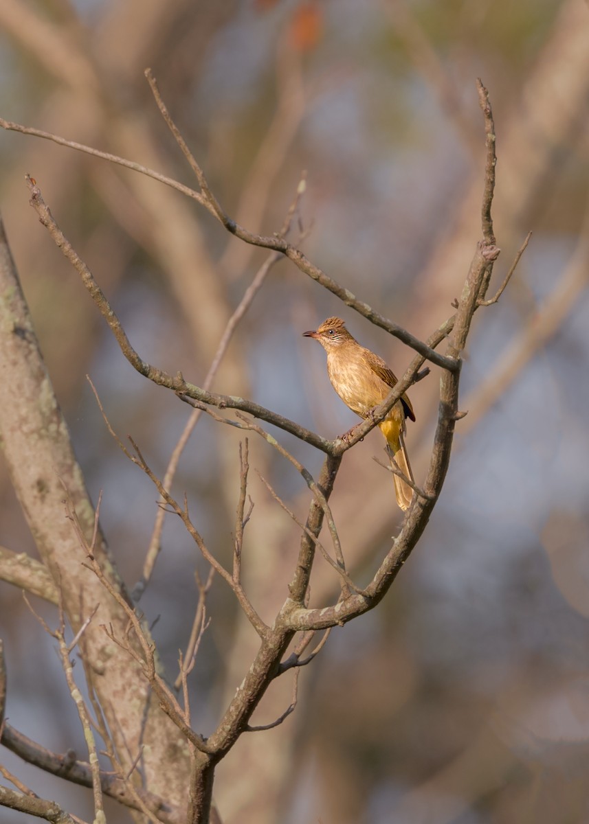 Streak-eared Bulbul - ML503664431