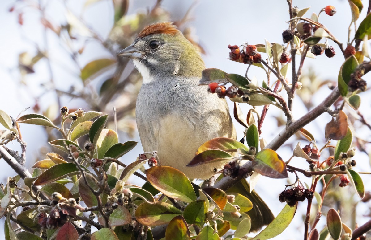 Green-tailed Towhee - ML503664681