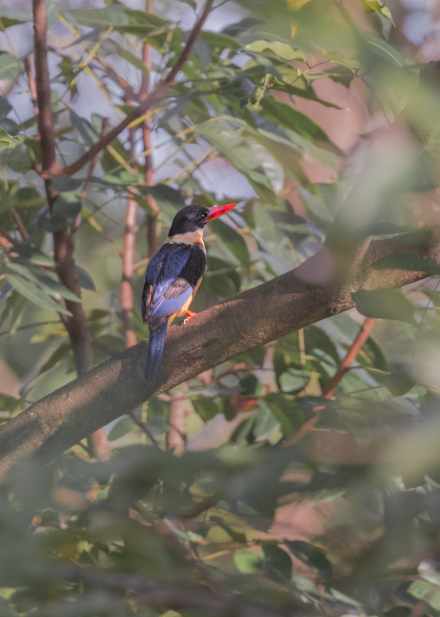 Black-capped Kingfisher - ML503664941