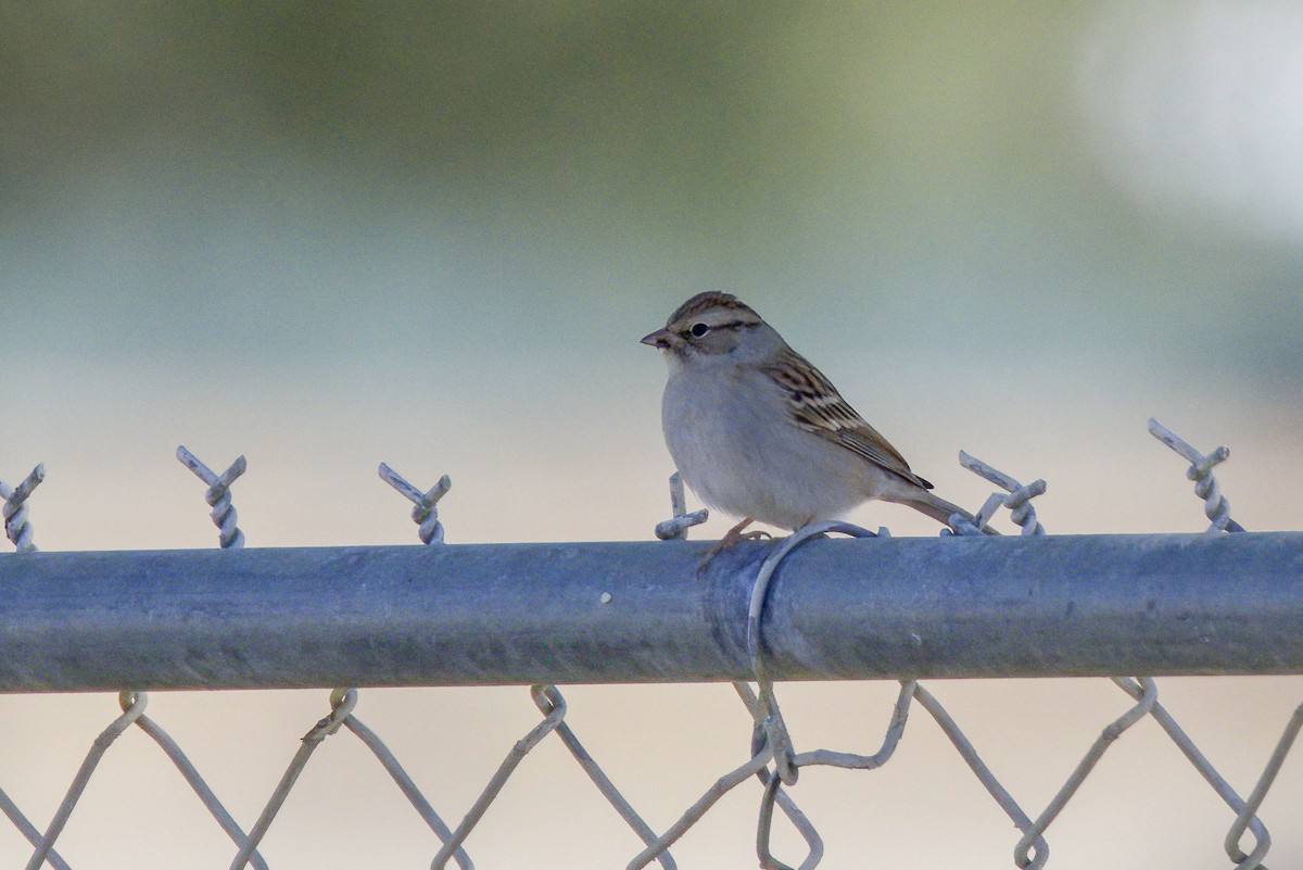 Chipping Sparrow - ML503667841