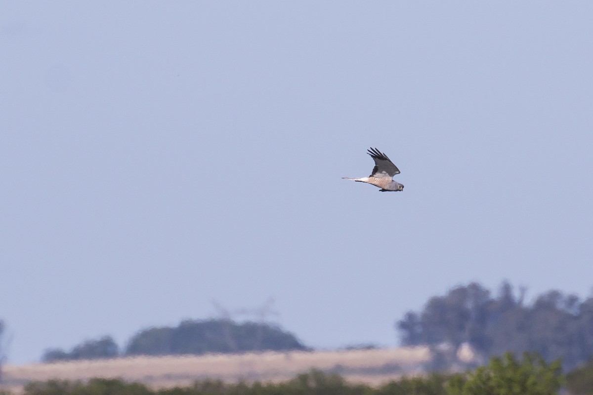 Cinereous Harrier - ML503667991