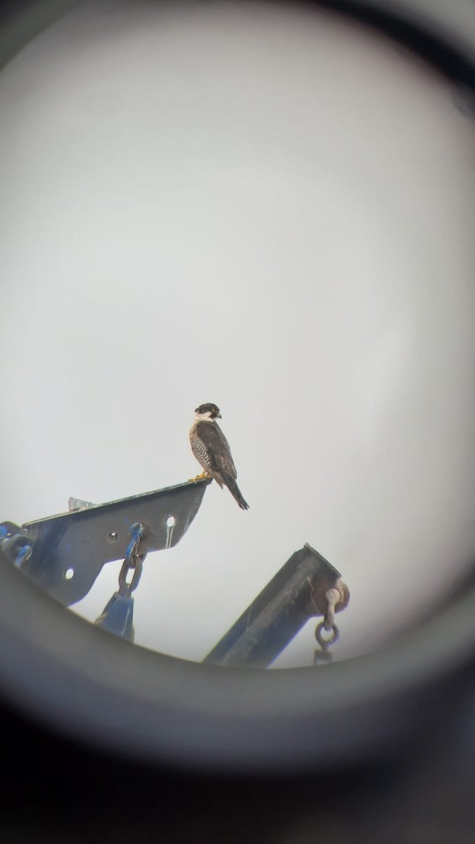 Peregrine Falcon - Eimy Agüero Eca