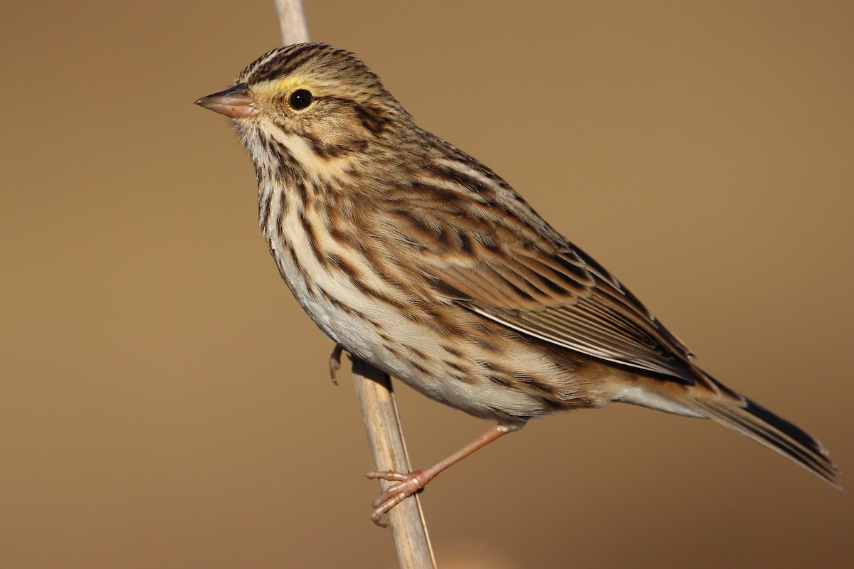 Savannah Sparrow - ML503670121