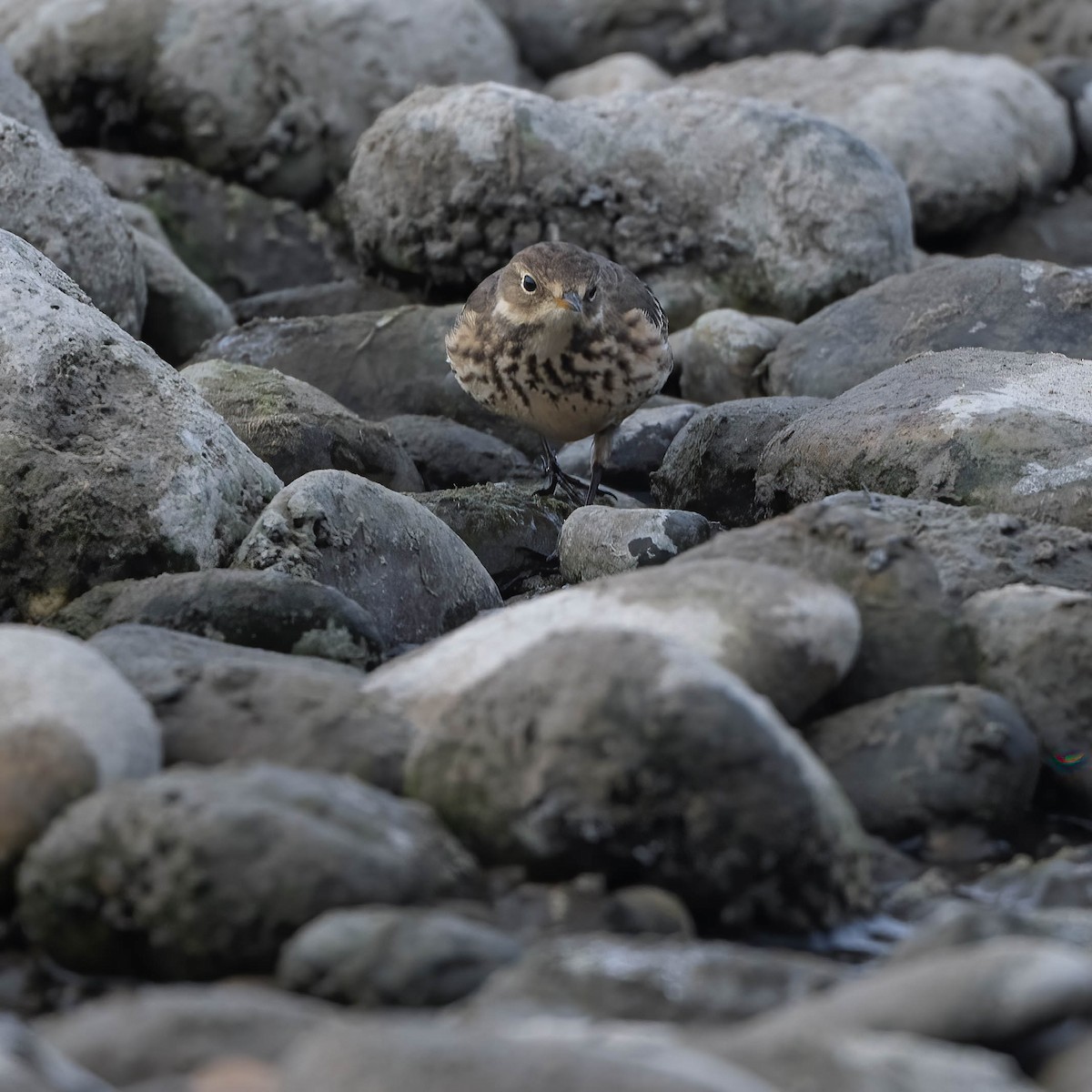 American Pipit - ML503670821