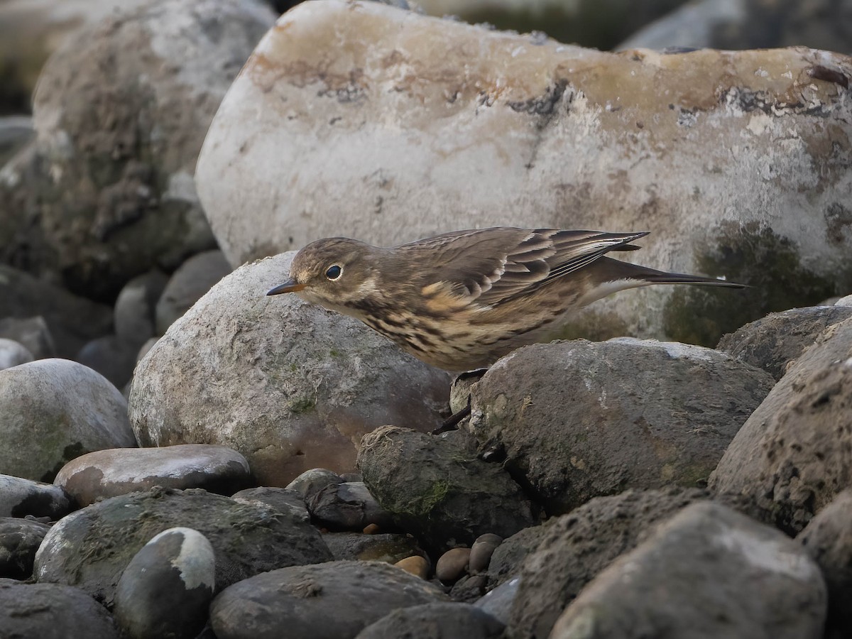 Pipit d'Amérique - ML503670831