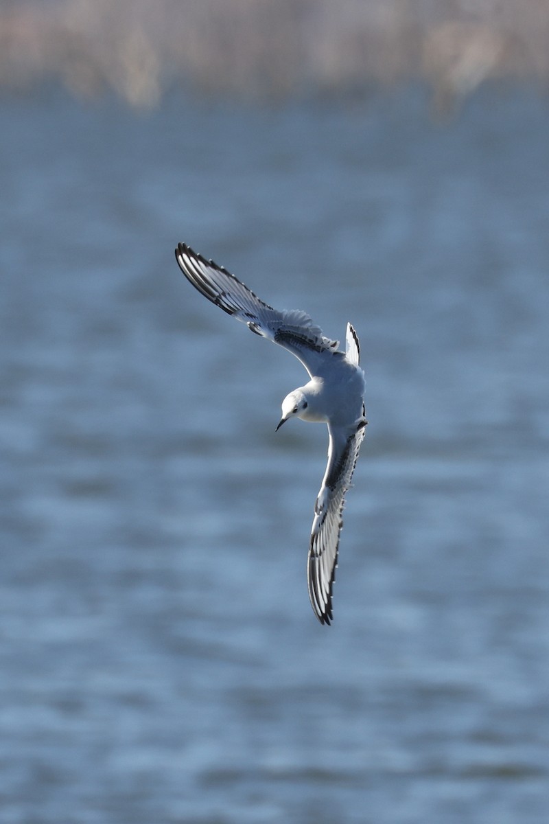 Bonaparte's Gull - ML503671651