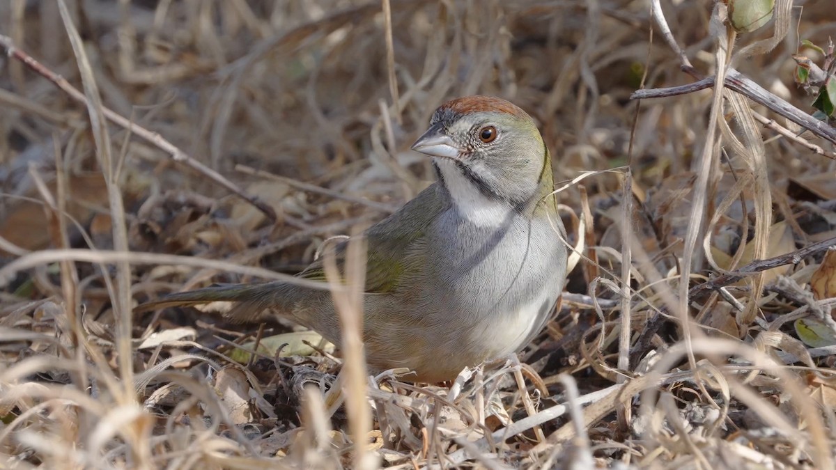 Green-tailed Towhee - ML503672801