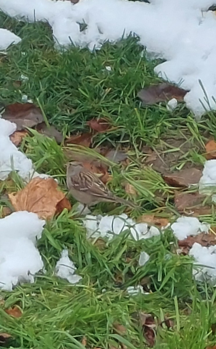 White-crowned Sparrow - Brent Musser