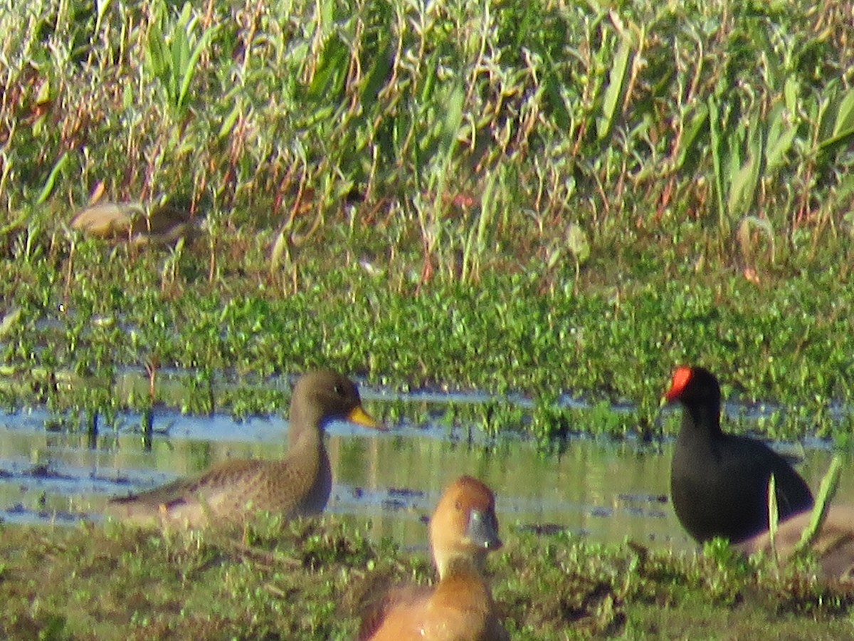 Yellow-billed Teal - ML503675471