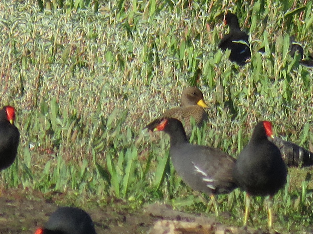 Yellow-billed Teal - ML503675481